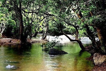 Anizham Jungle Star Hotel Thirunelly Luaran gambar