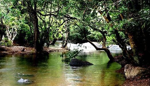 Anizham Jungle Star Hotel Thirunelly Luaran gambar
